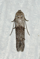 Hypatopa punctiferella
