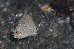 Anthene lunulata