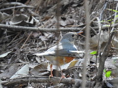Turdus hortulorum