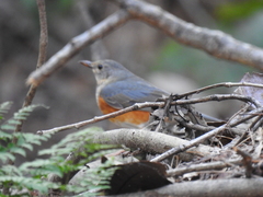 Turdus hortulorum