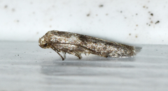 Hypatopa punctiferella