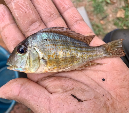Highforehead eartheater (Geophagus altifrons) — Cichlidae — 2