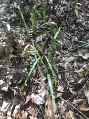 Iris verna