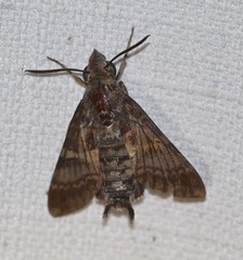 Macroglossum errans