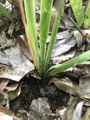 Iris verna