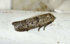 Hypatopa punctiferella