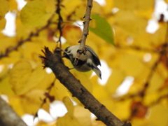Parus minor