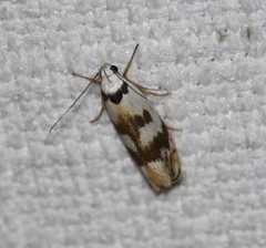 Plectophila pyrgodes