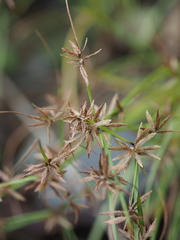 Cyperus flavidus