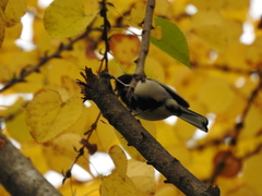 Parus minor