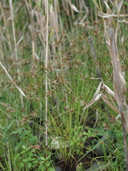 Cyperus flavidus