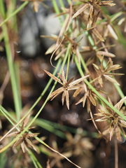 Cyperus flavidus