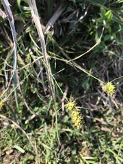 Carex bonariensis