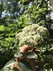 Sambucus australis
