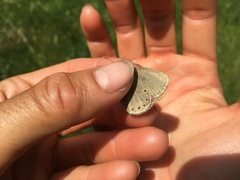 Coenonympha haydenii