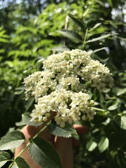Sambucus australis