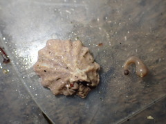 Patelloida corticata