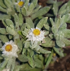 Helichrysum cerastioides