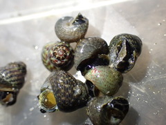 Micrelenchus tessellatus