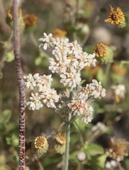 Eriogonum annuum