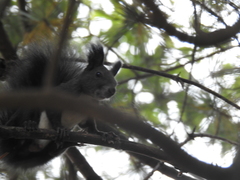 Sciurus vulgaris