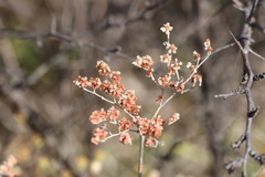 Eriogonum annuum