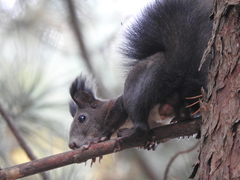 Sciurus vulgaris