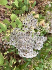 Eupatorium perfoliatum