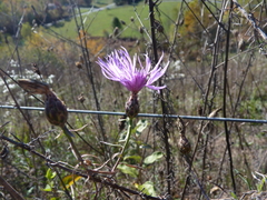 Centaurea stoebe australis