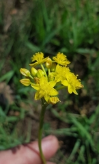 Bulbine capitata