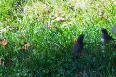 Junco hyemalis