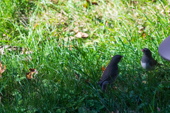 Junco hyemalis