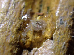 Halicarcinus