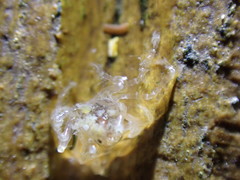 Halicarcinus