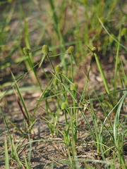 Cyperus brevifolioides