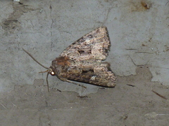 Mesapamea fractilinea