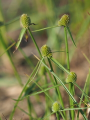 Cyperus brevifolioides