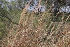 Sorghinae
