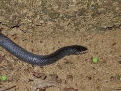 Lycophidion pygmaeum