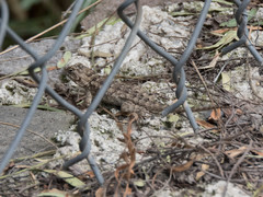 Sceloporus spinosus