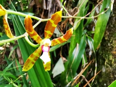 Oncidium stenoglossum