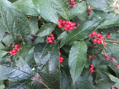Ilex verticillata