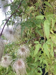 Clematis tangutica