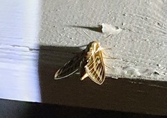 Hyles livornicoides