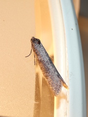 Lepidoscia euryptera