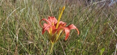 Lilium catesbaei image