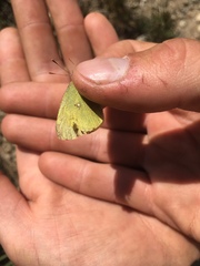 Colias pelidne