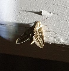 Hyles livornicoides