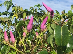 Cryptostegia