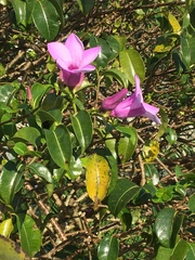 Cryptostegia